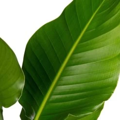 Kortingswinkel Voor Kamerplanten -Kortingswinkel Voor Kamerplanten 8717263252900 2