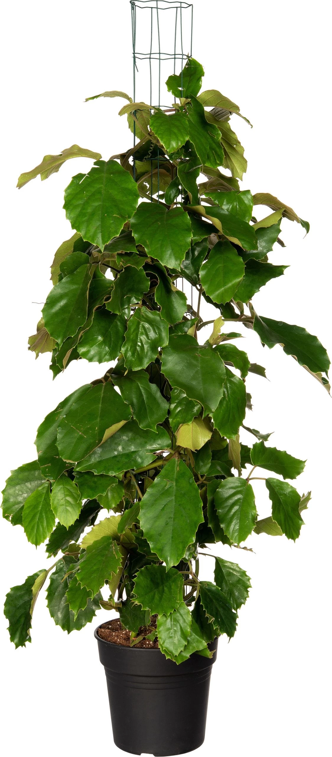 Kastanjedruif (Tetrastigma Voinierianum) D 27 H 150 Cm 1 Kastanjedruif (Tetrastigma Voinierianum) D 27 H 150 Cm