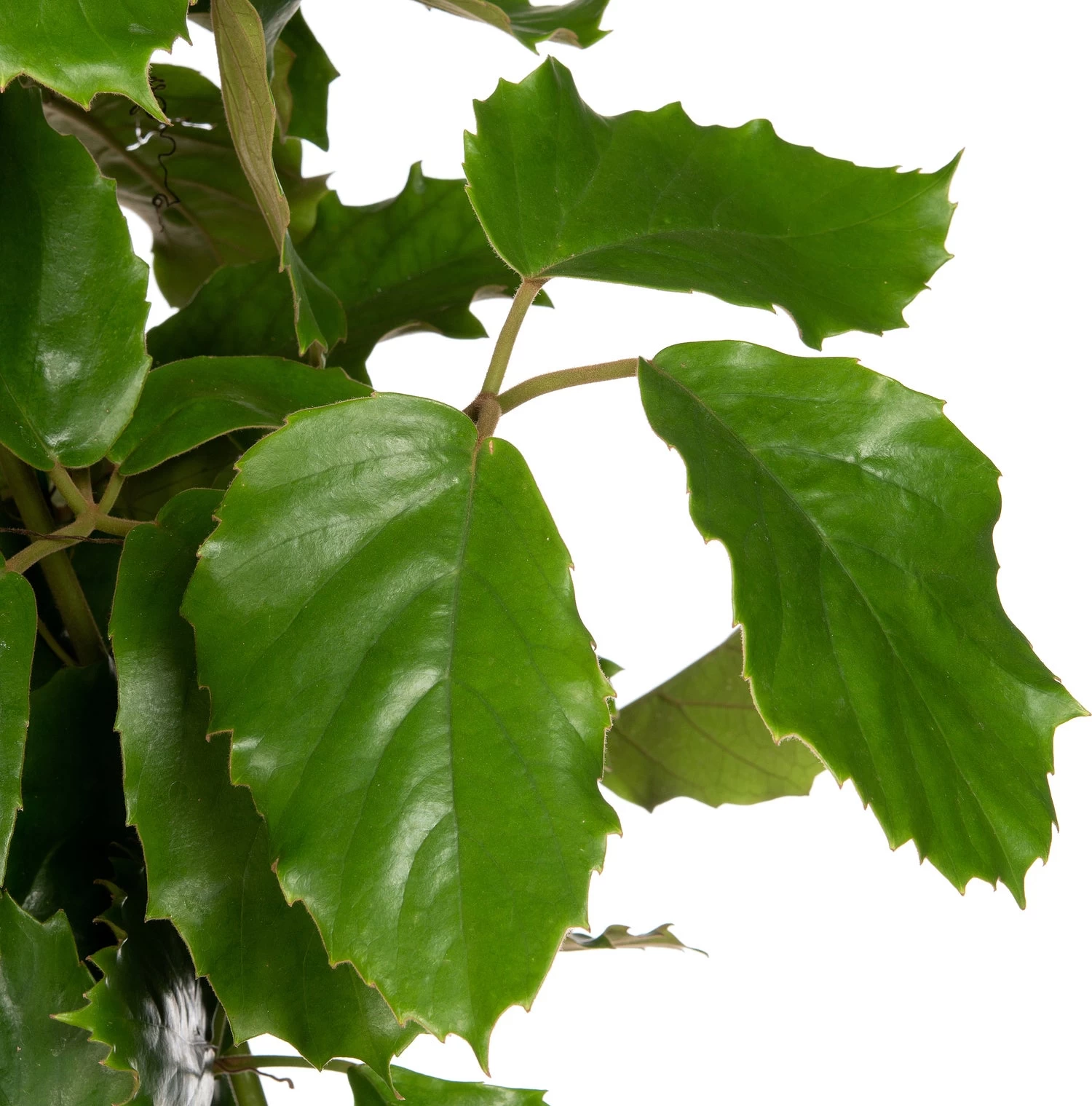 Kastanjedruif (Tetrastigma Voinierianum) D 27 H 150 Cm 2 Kastanjedruif (Tetrastigma Voinierianum) D 27 H 150 Cm - Afbeelding 2