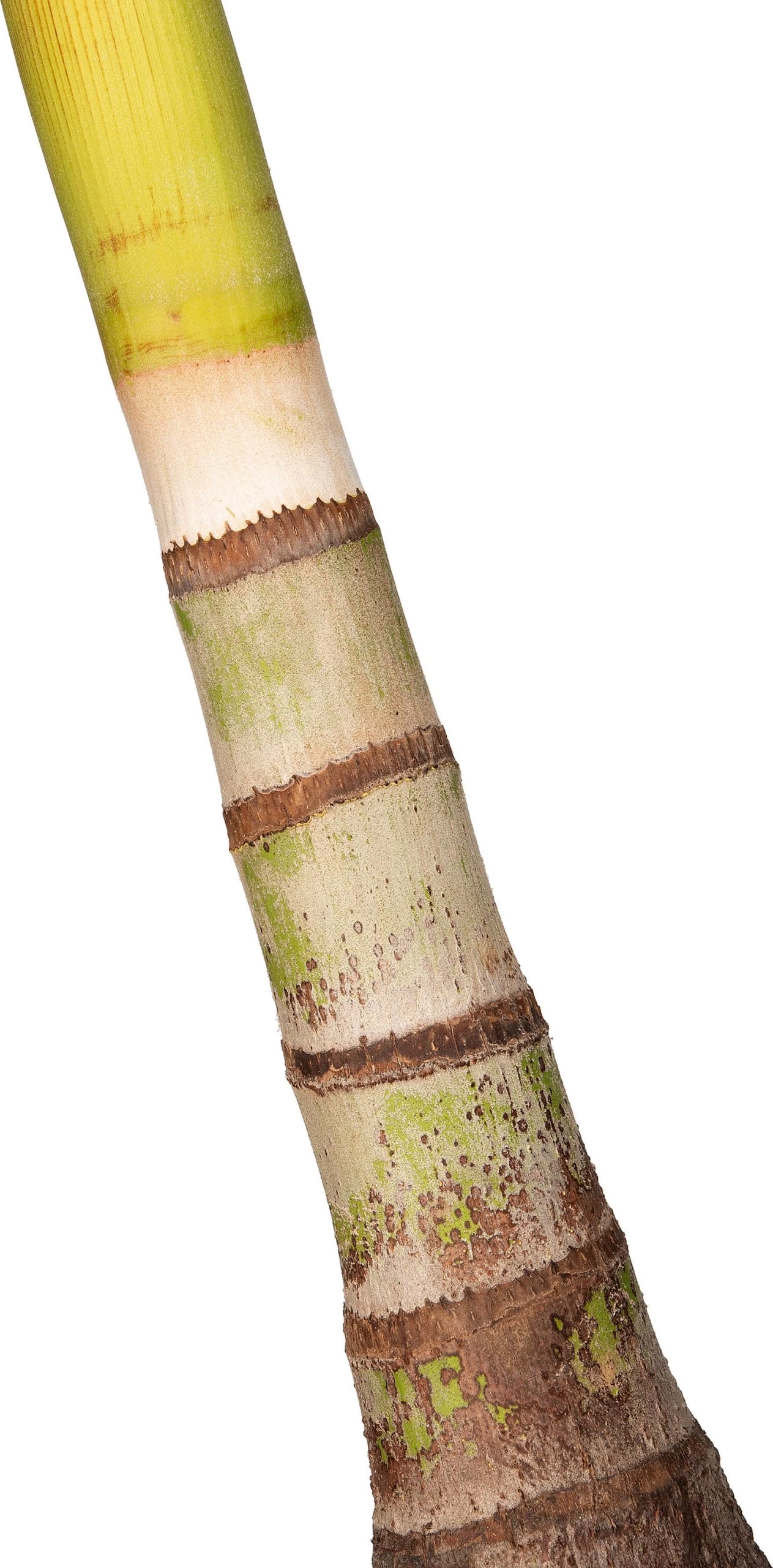 Manillapalm (Veithia 'Merillii') D 30 H 220 Cm 2 Manillapalm (Veithia 'Merillii') D 30 H 220 Cm - Afbeelding 2