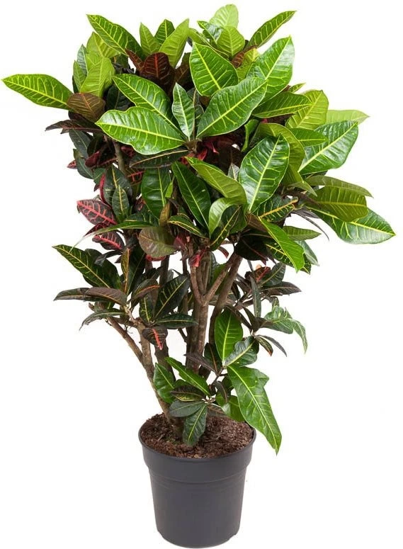 Croton (Codiaeum 'Petra') D 31 H 130 Cm 1 Croton (Codiaeum 'Petra') D 31 H 130 Cm