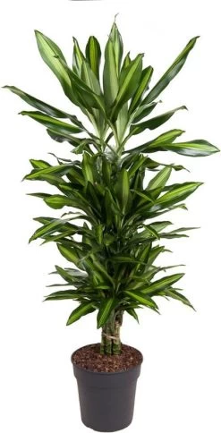 Drakenbloedboom (Dracaena Fragrans (D) 'Cintho') D 27 H 120 Cm