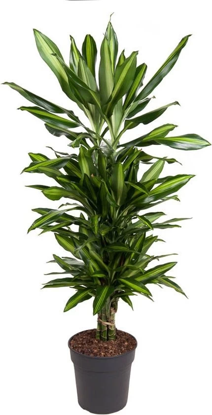 Drakenbloedboom (Dracaena Fragrans (D) 'Cintho') D 27 H 120 Cm 1 Drakenbloedboom (Dracaena Fragrans (D) 'Cintho') D 27 H 120 Cm
