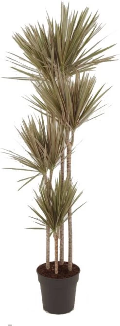 Drakenbloedboom (Dracaena Marginata 'Bicolor') D 27 H 180 Cm