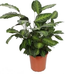 Calathea (Calathea 'Misto') D 27 H 100 Cm