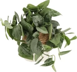 Scindapsus (Scindapsus Pictus 'Silvery Ann') D 14 H 40 Cm