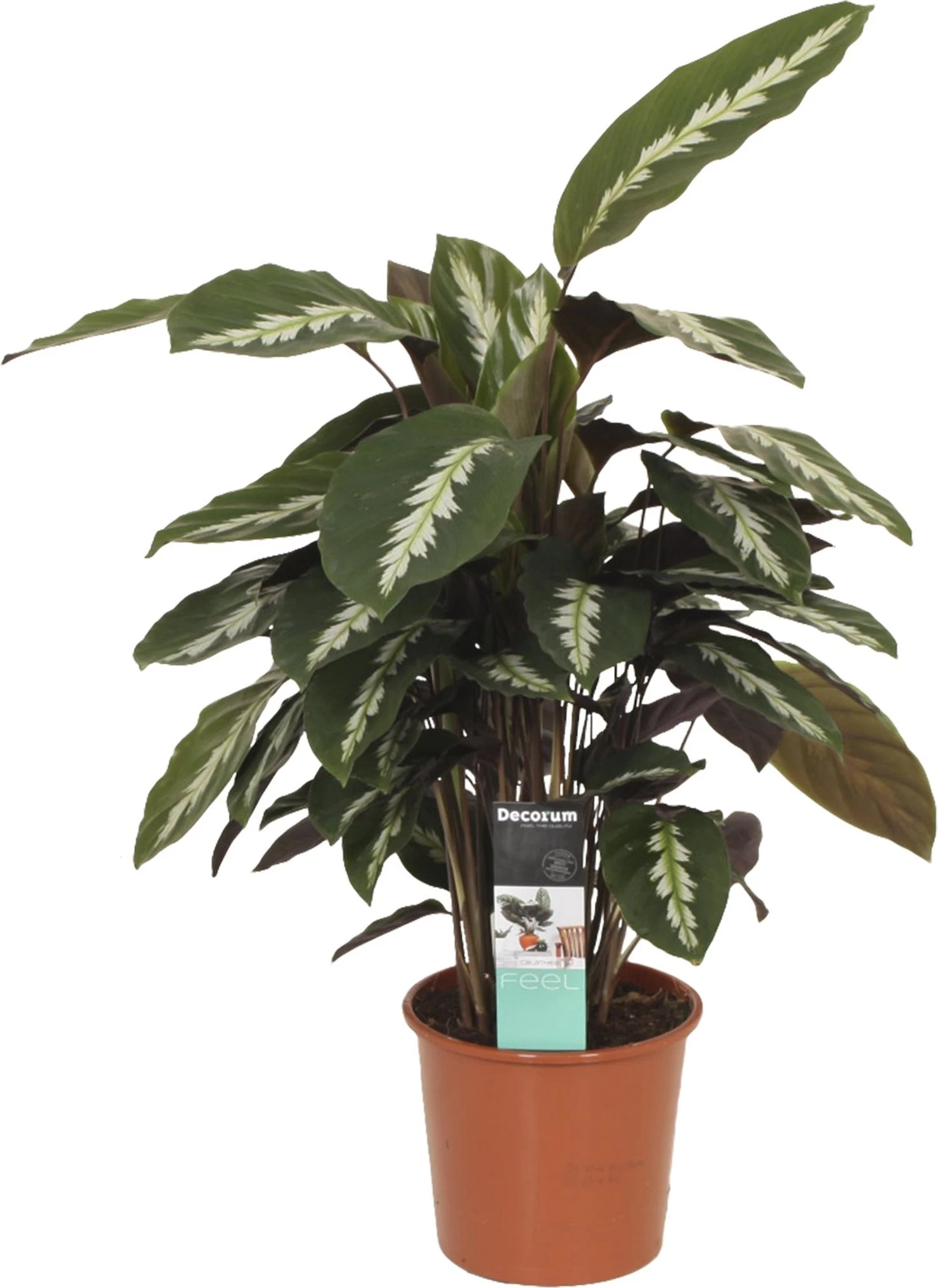 Calathea (Calathea 'Maui Queen') D 17 H 50 Cm 1 Calathea (Calathea 'Maui Queen') D 17 H 50 Cm