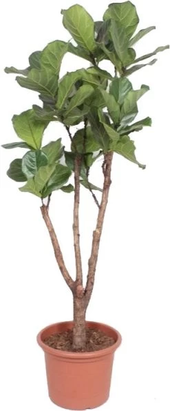 Vioolbladplant (Ficus Lyrata) D 50 H 220 Cm