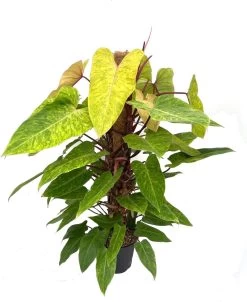 Philodendron (Philodendron 'Painted Lady) D 24 H 120 Cm