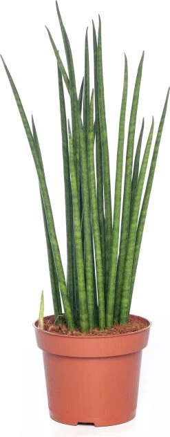 Vrouwentong (Sansevieria Cylindra 'Handshake') D 17 H 80 Cm
