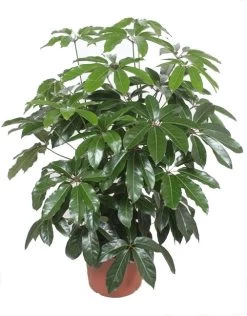 Vingersboom (Schefflera Actinophylla 'Amate') D 40 H 150 Cm