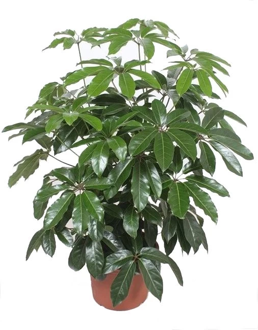 Vingersboom (Schefflera Actinophylla 'Amate') D 40 H 150 Cm 1 Vingersboom (Schefflera Actinophylla 'Amate') D 40 H 150 Cm