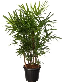 Bamboepalm (Rhapis Excelsa 'Ramif') D 35 H 140 Cm