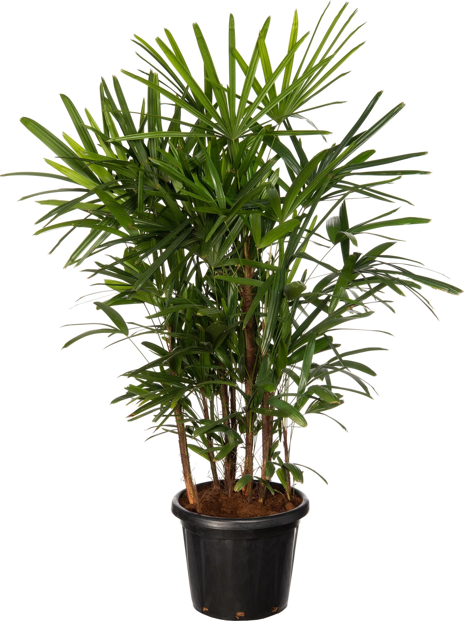 Bamboepalm (Rhapis Excelsa 'Ramif') D 35 H 140 Cm 1 Bamboepalm (Rhapis Excelsa 'Ramif') D 35 H 140 Cm
