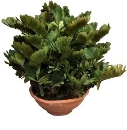 Kartonnen Palm (Zamias Furfuraceas) D 90 H 80 Cm