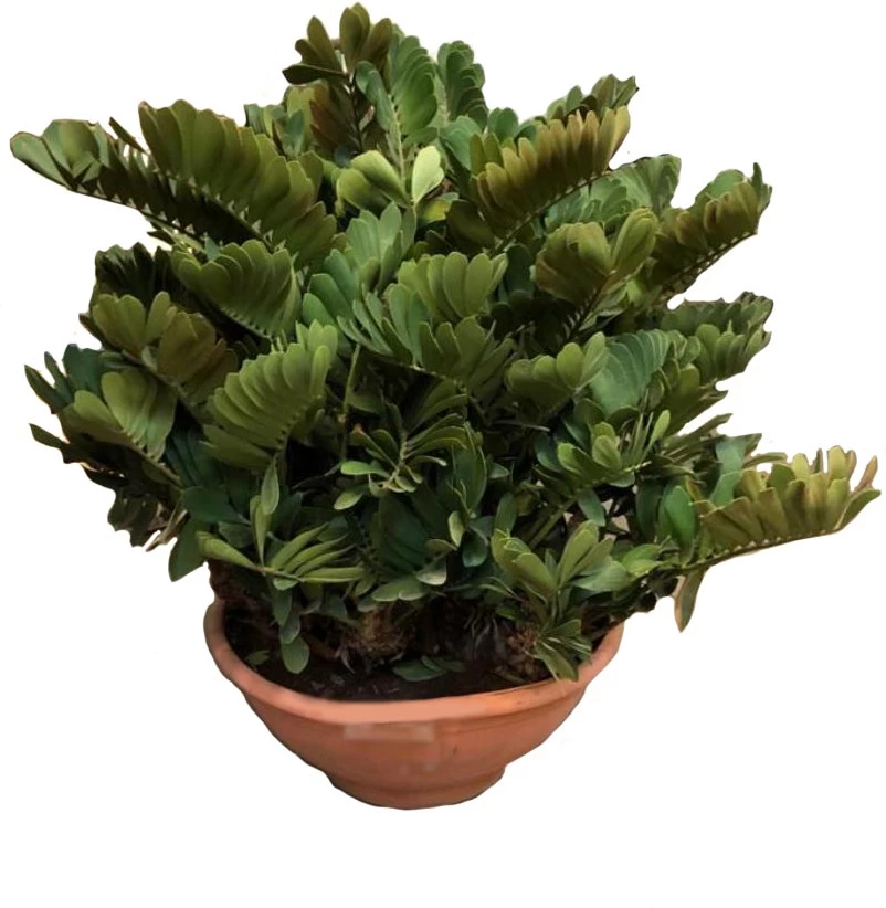 Kartonnen Palm (Zamias Furfuraceas) D 90 H 80 Cm 1 Kartonnen Palm (Zamias Furfuraceas) D 90 H 80 Cm