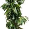 Rubberboom (Ficus Binnendijkii 'Amstel King') D 40 H 175 Cm