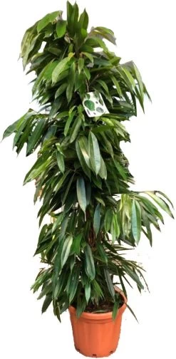 Rubberboom (Ficus Binnendijkii 'Amstel King') D 40 H 175 Cm