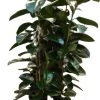 Rubberboom (Ficus Elastica 'Abidjan') D 40 H 175 Cm