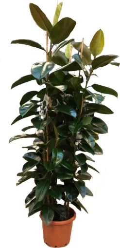 Rubberboom (Ficus Elastica 'Abidjan') D 40 H 175 Cm