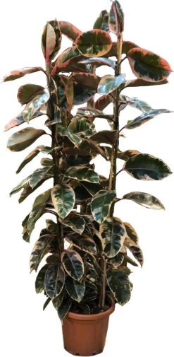 Rubberboom (Ficus Elastica 'Belize') D 40 H 175 Cm