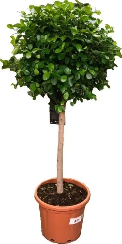 Vijgenboom (Ficus Microcarpa 'Moclame') D 44 H 150 Cm
