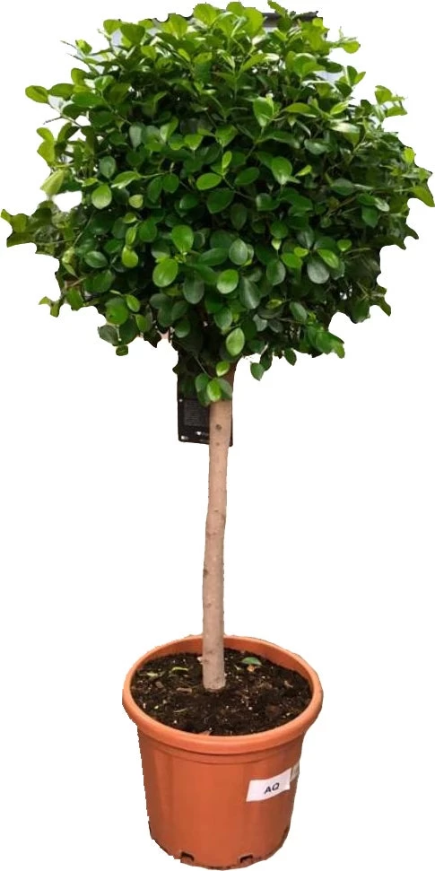Vijgenboom (Ficus Microcarpa 'Moclame') D 44 H 150 Cm 1 Vijgenboom (Ficus Microcarpa 'Moclame') D 44 H 150 Cm