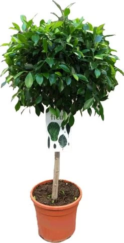 Vijgenboom (Ficus Microcarpa 'Nitida') D 29 H 100 Cm