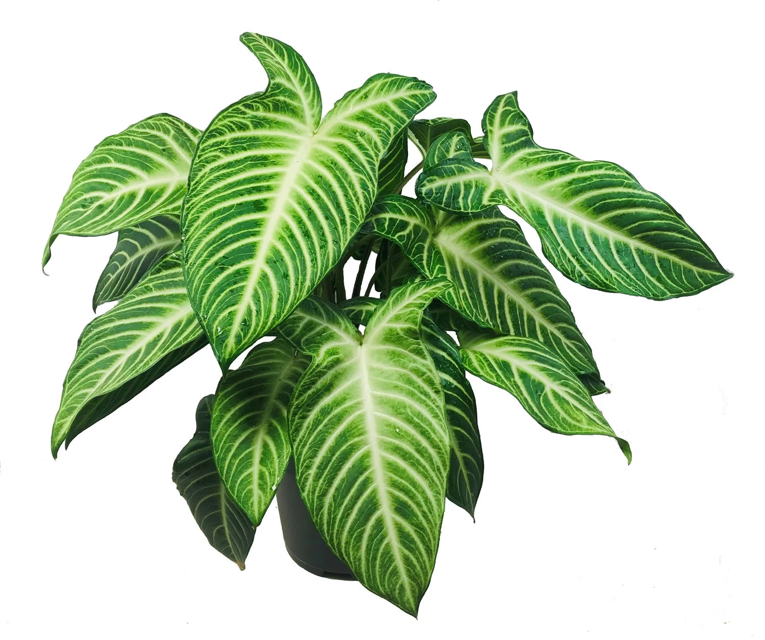 Xanthosoma (Xanthosoma Lindenii) D 24 H 60 Cm 1 Xanthosoma (Xanthosoma Lindenii) D 24 H 60 Cm