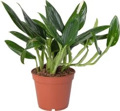 Philodendron (Philodendron 'Cobra') D 15 H 50 Cm