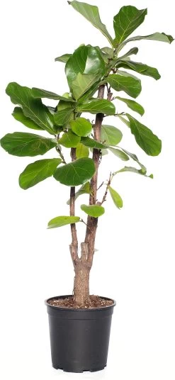 Vioolbladplant (Ficus Lyrata) D 30 H 150 Cm