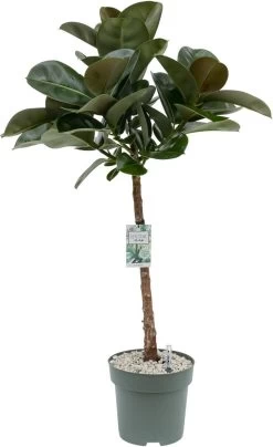 Rubberboom Op Stam (Ficus Elastica 'Makana') D 27 H 120 Cm