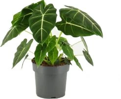 Olifantsoor (Alocasia Micholitziana 'Frydek') D 21 H 80 Cm
