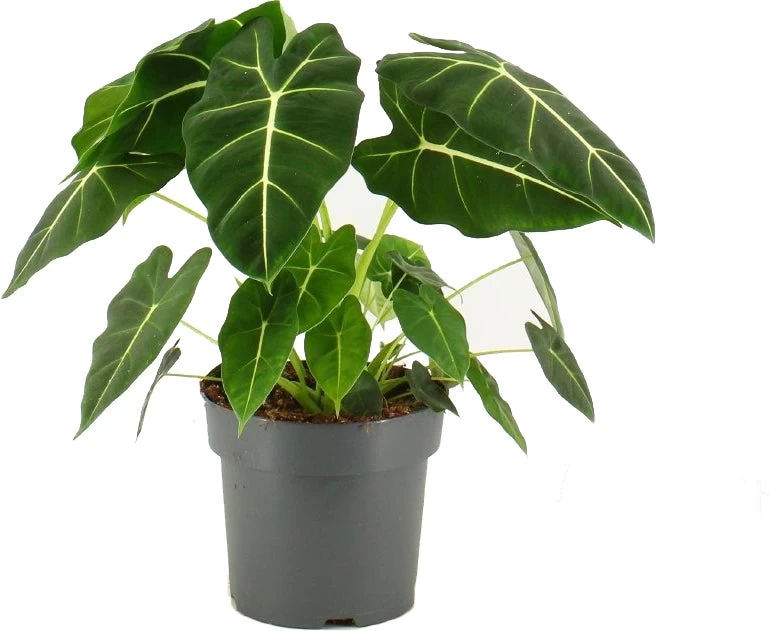 Olifantsoor (Alocasia Micholitziana 'Frydek') D 21 H 80 Cm 1 Olifantsoor (Alocasia Micholitziana 'Frydek') D 21 H 80 Cm