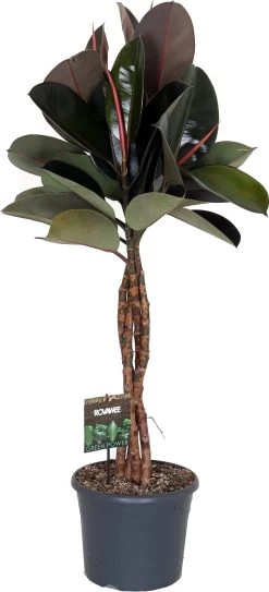 Rubberboom Op Gevlochten Stam (Ficus Elastica 'Burgundy') D 30 H 125 Cm