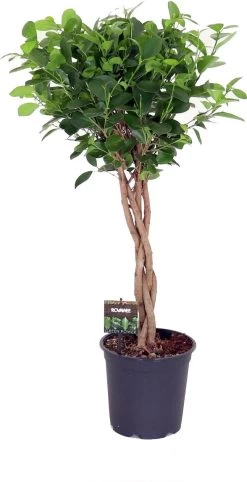 Vijgenboom Op Stam (Ficus Microcapra 'Moclame') D 21 H 90 Cm