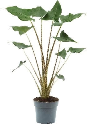 Olifantsoor (Alocasia Zebrina 'Siberian Tiger') D 14 H 45 Cm 1 Olifantsoor (Alocasia Zebrina 'Siberian Tiger') D 14 H 45 Cm