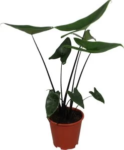 Olifantsoor (Alocasia Zebrina 'Black Stem') D 19 H 80 Cm
