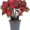 Caladium (Caladium 'Postman Joyner') D 17 H 40 Cm