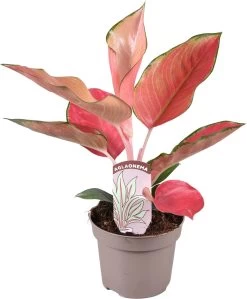 Aglaonema (Aglaonema 'Orange Star') D 12 H 35 Cm