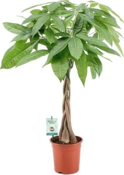 Geldboom (Pachira Aquatica) D 19 H 80 Cm