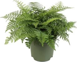 Moedervaren (Asplenium 'Parvati') D 27 H 60 Cm