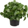 Pannenkoekplant (Pilea Peperomioides) D 27 H 60 Cm
