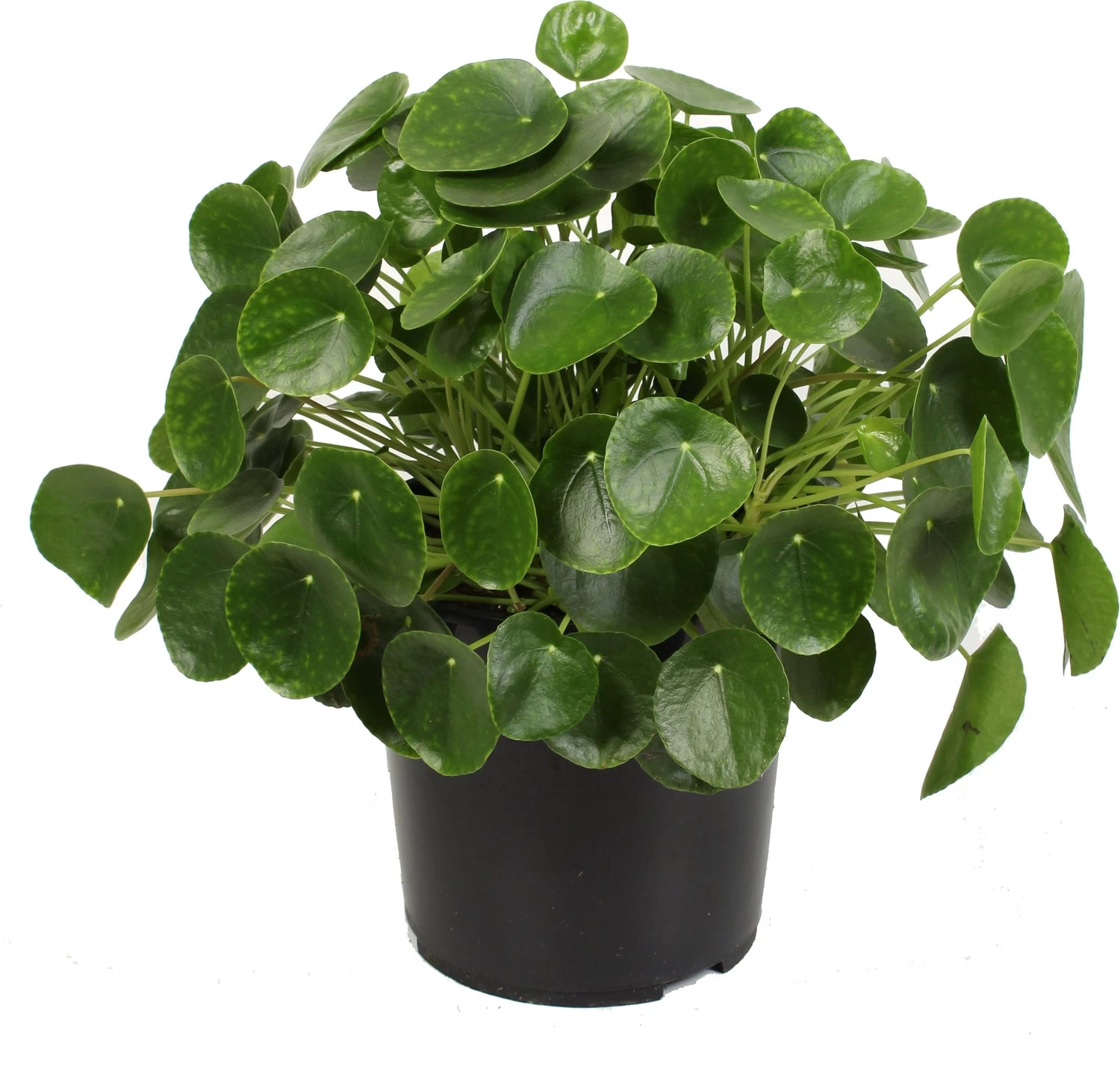 Pannenkoekplant (Pilea Peperomioides) D 27 H 60 Cm 1 Pannenkoekplant (Pilea Peperomioides) D 27 H 60 Cm