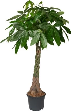 Geldboom (Pachira Aquatica) D 26 H 130 Cm
