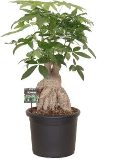 Geldboom (Pachira Aquatica) D 45 H 130 Cm