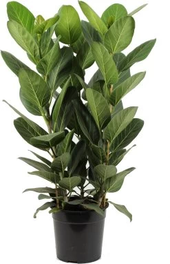 Banyanvijg (Ficus Benghalensis 'Audrey') D 27 H 80 Cm