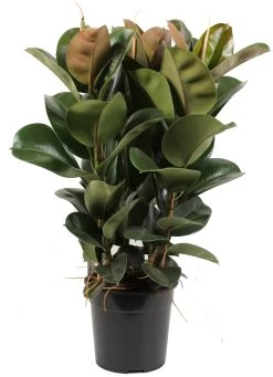 Rubberboom (Ficus Elastica 'Cloe') D 27 H 80 Cm
