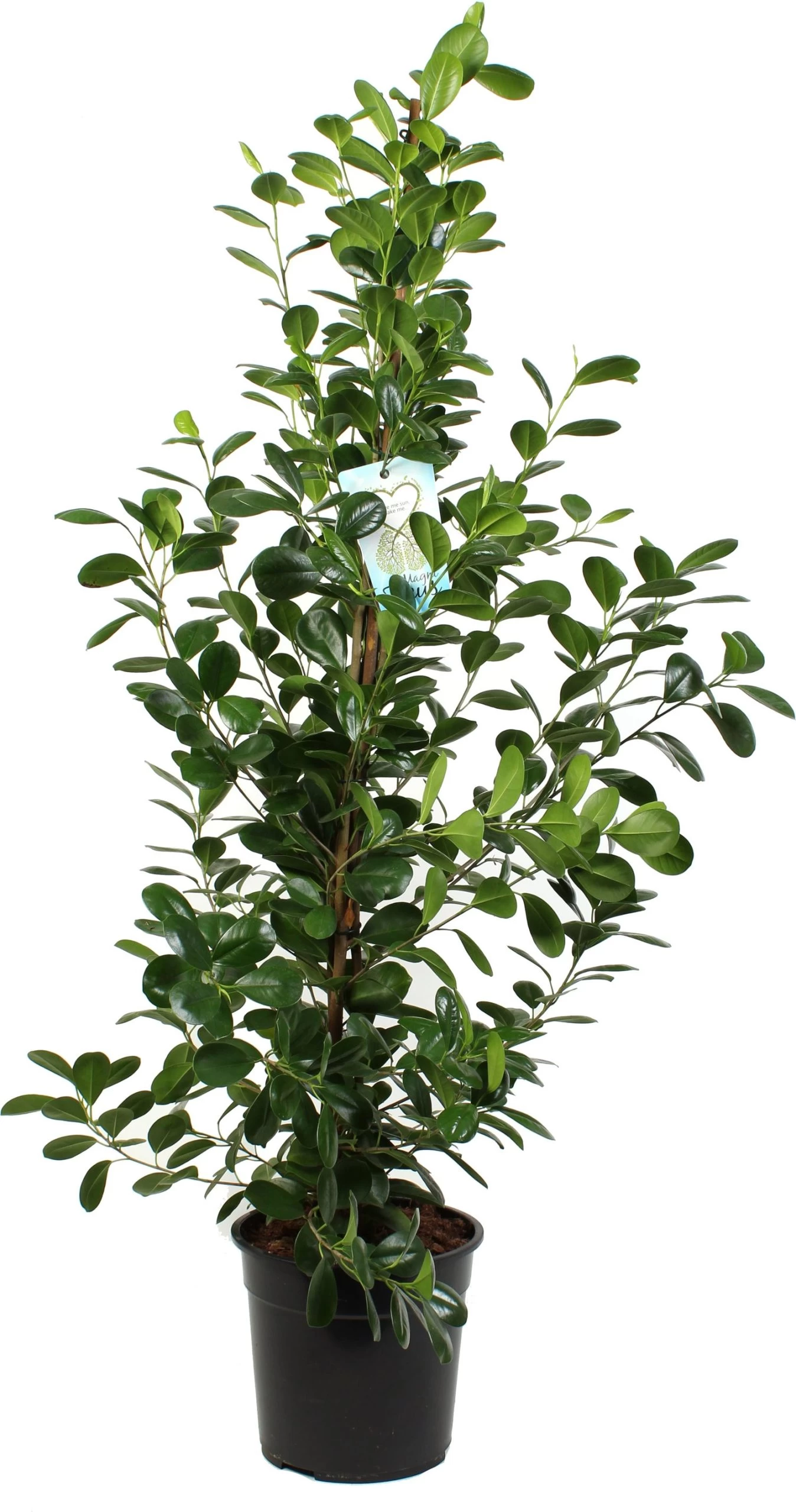 Vijgenboom (Ficus Microcapra 'Moclame') D 27 H 140 Cm 1 Vijgenboom (Ficus Microcapra 'Moclame') D 27 H 140 Cm