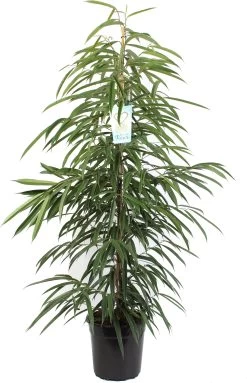 Rubberboom (Ficus Binnendijkii 'Alii') D 27 H 135 Cm